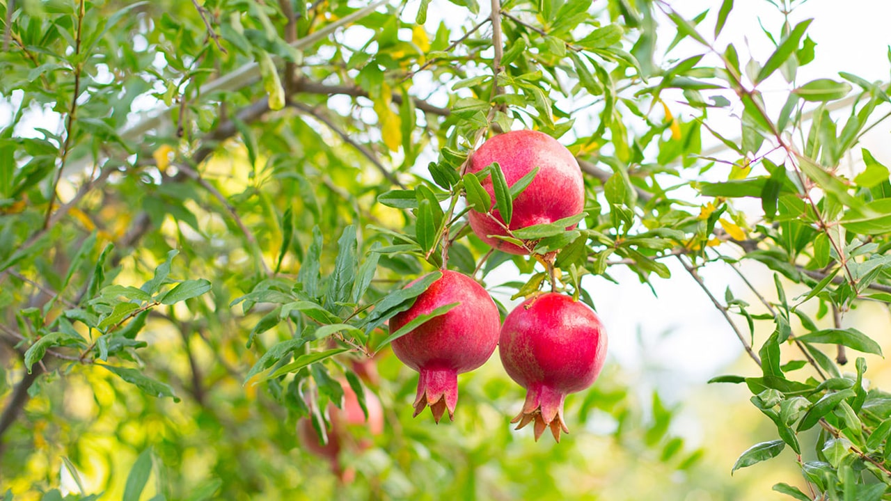 Nar ağacında duran narlar. 3 tane